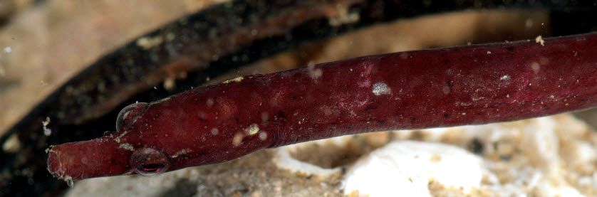 Nerophis lumbriciformis_06.jpg